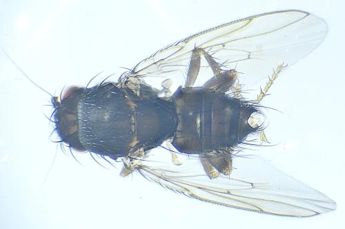 Leptocera caenosa